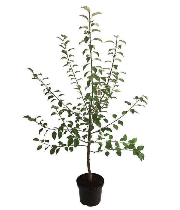 Winterapfel 'Florina' 5 Winterapfel 'Florina' – Bild 3