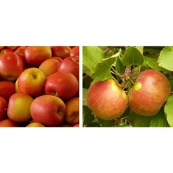 Apfel-Duo 'Gala'/'Elstar'