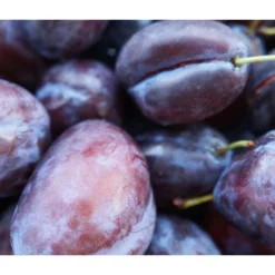 Säulenzwetschge 'Geisenheimer Top' -Angebote Biohort Store 7647878 WE MO 001 ZwetschgeGeisenheimerTopSaeulePixabay