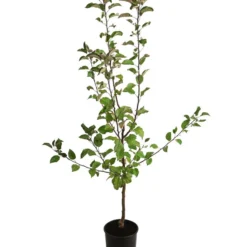 Herbstapfel 'Gerlinde' -Angebote Biohort Store 7648413 WE FS 001 ApfelbaumMalusApfelGerlinde