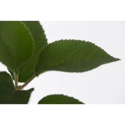 Winterapfel 'Goldparmäne' -Angebote Biohort Store 7654999 PR DE 001 ApfelGoldparmaeneMalusBusch95LiteDehnerExpressZS