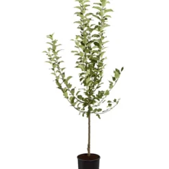 Winterapfel 'Goldparmäne' -Angebote Biohort Store 7654999 PR FS 001 ApfelGoldparmaeneMalusBusch95LiteDehnerExpressZS
