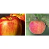 Apfel-Duo 'Goldparmäne'/'Alkmene' -Angebote Biohort Store 7655111 WE MO 002 ApfelDuoGoldparmaeneAlkmene