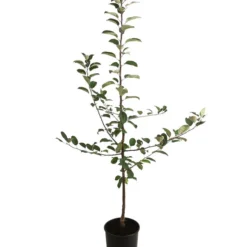 Herbstapfel 'Gravensteiner' -Angebote Biohort Store 7657356 WE FS 001 ApfelbaumMalusApfelGravensteiner