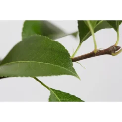 Sommerbirne 'Gute Luise' -Angebote Biohort Store 7658578 PR DE 001 BirneGuteLuisePyrusBusch95LiterDehnerExpressZS