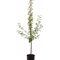 Sommerbirne 'Gute Luise' -Angebote Biohort Store 7658578 PR FS 001 BirneGuteLuisePyrusBusch95LiterDehnerExpressZS