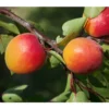 Dehner Aprikose 'Orangered' -Angebote Biohort Store 7662661 BildFS 001 AprikoseOrangeredOrangeredAprikoseBu