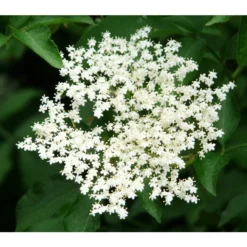 Großfruchtiger Holunder 'Haschberg' -Angebote Biohort Store 7662760 PR DE 002 SambucusHolunderHaschbergPixabay