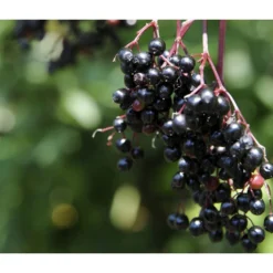 Holunder 'Black Tower' -Angebote Biohort Store 7662810 PR MO 002 HolunderBlackTower