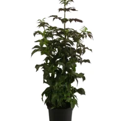 Holunder 'Black Tower' -Angebote Biohort Store 7662810 WE FS 001 SambucusBlackTowerSaeulenholunderDehnerExpressHerzig