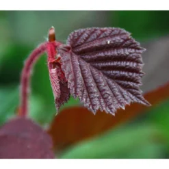 Dehner Haselnuss 'Rote Zellernuss' -Angebote Biohort Store 7663073 PR DE 002 CoryllusHaselnussPixabay