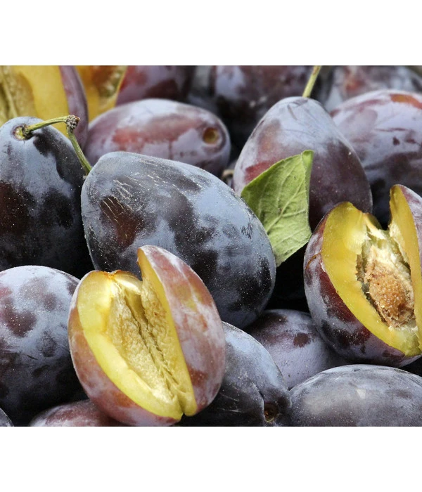 Zwetschgen-Duo 'Hauszwetsche'/'Oullins Reneklode' 5 Zwetschgen-Duo 'Hauszwetsche'/'Oullins Reneklode' – Bild 3