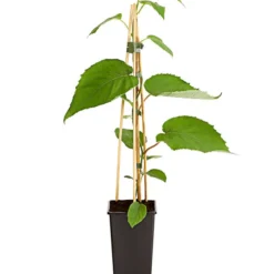 Dehner Kiwi 'Hayward', Weiblich -Angebote Biohort Store 7664394 PR FS 002 KiwiHaywardActinida2LiterDehnerExpressHerzig