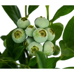 Heidelbeere 'Duke' -Angebote Biohort Store 7665219 WE DE 003 VacciniumHeidelbeereDuke3L