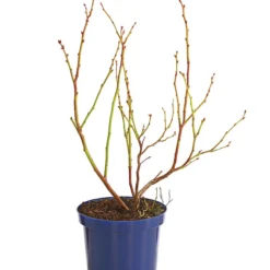 Heidelbeere 'Duke' -Angebote Biohort Store 7665219 WE FS 001 HeidelbeereDuke3L