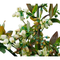 Heidelbeere 'Goldtraube' 15 Heidelbeere 'Goldtraube' -Angebote Biohort Store 7665318 PR DE 002 HeidelbeereGoldtraubeHeidelbeereGoldtraubeBusch