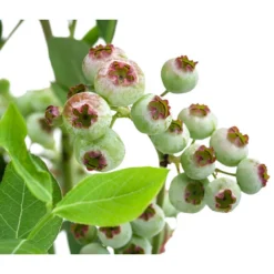 Heidelbeere 'Goldtraube' 14 Heidelbeere 'Goldtraube' -Angebote Biohort Store 7665318 WE DE 003 VacciniumHeidelbeereGoldtraube3L