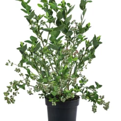 Heidelbeere 'Goldtraube' 11 Heidelbeere 'Goldtraube' -Angebote Biohort Store 7665318 WE FS 003 VacciniumHeidelbeereGoldtraube3L