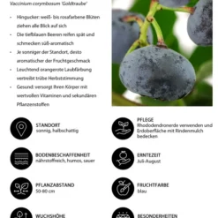 Heidelbeere 'Goldtraube' 13 Heidelbeere 'Goldtraube' -Angebote Biohort Store 7665318 WE IG 001 HeidelbeereVacciniumcorymbosumGoldtraube