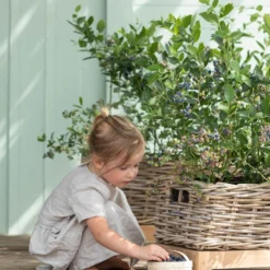 Heidelbeere 'Goldtraube' 12 Heidelbeere 'Goldtraube' -Angebote Biohort Store 7665318 WE MO 001 HeidelbeereGoldtraube