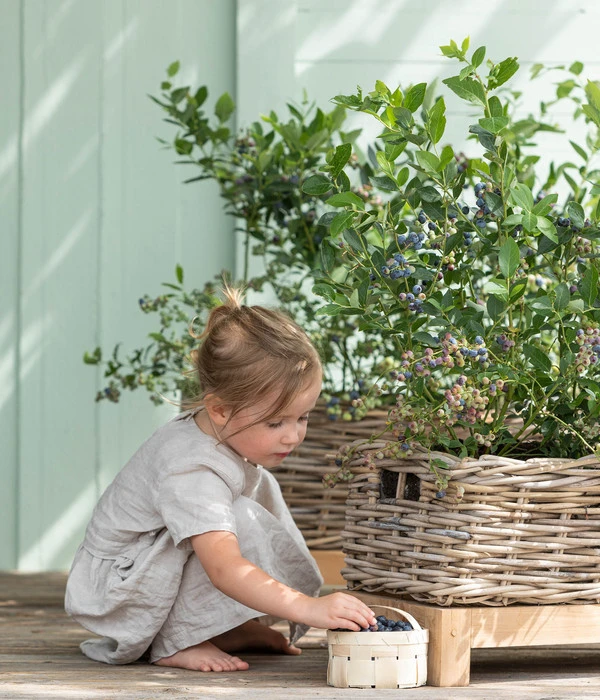 Heidelbeere 'Goldtraube' 6 Heidelbeere 'Goldtraube' – Bild 4