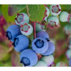 Dehner Heidelbeere 'Bluecrop'