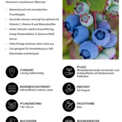 Dehner Heidelbeere 'Bluecrop' -Angebote Biohort Store 7665409 WE IG 001 HeidelbeereVacciniumcorymbosumBlueCrop