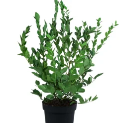 Angebote Biohort Store -Angebote Biohort Store 7665490 WE FS 002 HeidelbeereHardyblue3L