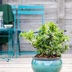 Dehner Gourmet Garten Heidelbeere 'Spartan' -Angebote Biohort Store 7665508 WE MO HeidelbeereSpartan