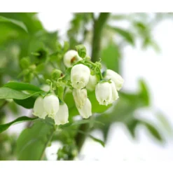 Heidelbeer-Drilling -Angebote Biohort Store 7665631 WE DE 001 VacciniumHeidelbeerDrilling10L