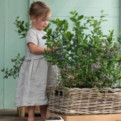 Heidelbeer-Drilling -Angebote Biohort Store 7665631 WE MO 001 HeidelbeerDrilling