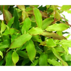 4-Monats-Heidelbeere 'Lucky Berry®' -Angebote Biohort Store 7665847 WE DE 04 VacciniumHeidelbelbeereLuckyBerry5L