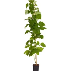 Bestseller -Angebote Biohort Store 7666662 PR FS 002 Himbeere HomeCaneDehnerExpressZS