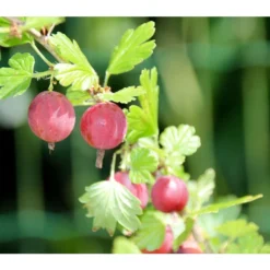 Stachelbeere 'Hinnonmäki', Stämmchen -Angebote Biohort Store 7668494 PR DE 001 StachelbeereHinnomaekiPixabay