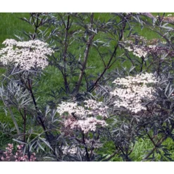 Holunder 'Black Lace' -Angebote Biohort Store 7670896 WE MO 004 HolunderBlackLace