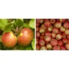 Apfel-Duo 'Elstar/James Grieve' -Angebote Biohort Store 7690068 WE MO 002 ApfelDuoElstarJamesGrieve
