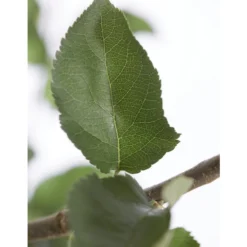 Winterapfel 'Jonagold' 11 Winterapfel 'Jonagold' -Angebote Biohort Store 7691645 PR DE 001 ApfelJonagoldMalusBusch95LiterDehnerExpressZS