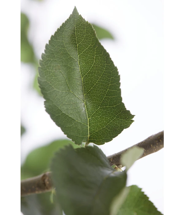 Winterapfel 'Jonagold' 6 Winterapfel 'Jonagold' – Bild 4