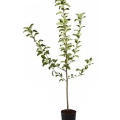 Winterapfel 'Jonagold' 10 Winterapfel 'Jonagold' -Angebote Biohort Store 7691645 PR FS 001 ApfelJonagoldMalusBusch95LiterDehnerExpressZS