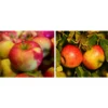 Apfel-Duo 'Jonagold/Boskoop' -Angebote Biohort Store 7691769 WE MO 002 ApfelDuoJonagoldBoskoopPixabay
