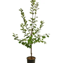 Zwetschge 'Jojo' -Angebote Biohort Store 7692635 WE FS 001 PrunusZwetschgeJojo