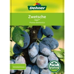 Zwetschge 'Jojo' -Angebote Biohort Store 7692635 ZwetscheJojo Etikett 1