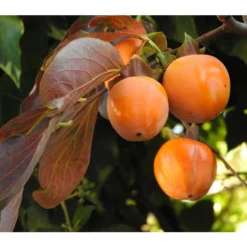 Dehner Kaki 'Rojo Brillante' - Kaki-Pflaume 'Rojo Brillante' 10 Dehner Kaki 'Rojo Brillante' - Kaki-Pflaume 'Rojo Brillante' -Angebote Biohort Store 7693377 WE DE 005 KakiDiospyrosKakipflaumeRojoBrillante Pixabay