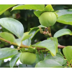 Dehner Kaki 'Rojo Brillante' - Kaki-Pflaume 'Rojo Brillante' 11 Dehner Kaki 'Rojo Brillante' - Kaki-Pflaume 'Rojo Brillante' -Angebote Biohort Store 7693385 WE MO 003 KakiDiospyrosKakipflaumeRagno Pixabay