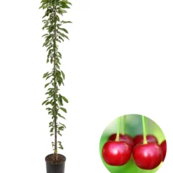 Säulenkirsche 'Victoria'