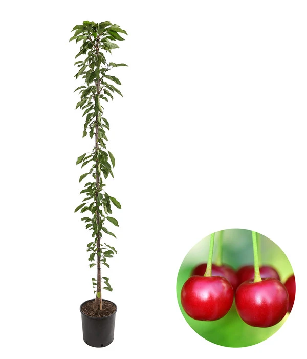 Säulenkirsche 'Victoria' 3 Säulenkirsche 'Victoria'