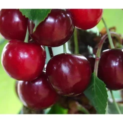 Säulenkirsche 'Claudia' 5 Säulenkirsche 'Claudia' -Angebote Biohort Store 7697188 PR DE 001 PrunusSaeulenkirscheClaudiaPixabay