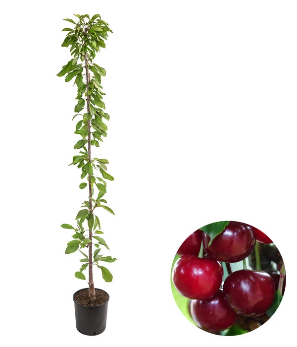 Säulenkirsche 'Claudia' 3 Säulenkirsche 'Claudia'