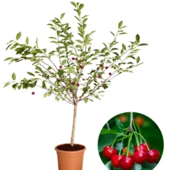 Zwergsauerkirsche 'Griotella'