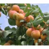 Aprikose - Marille 'Klosterneuburger' 1 Aprikose - Marille 'Klosterneuburger' -Angebote Biohort Store 7699754 PR DE 001 PrunusAprikoseKlosterneuburgerPixabay